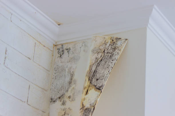 Best Black Mold Removal  in Kutztown, PA